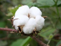棉籽供需矛盾明显，支撑棉花市场行情